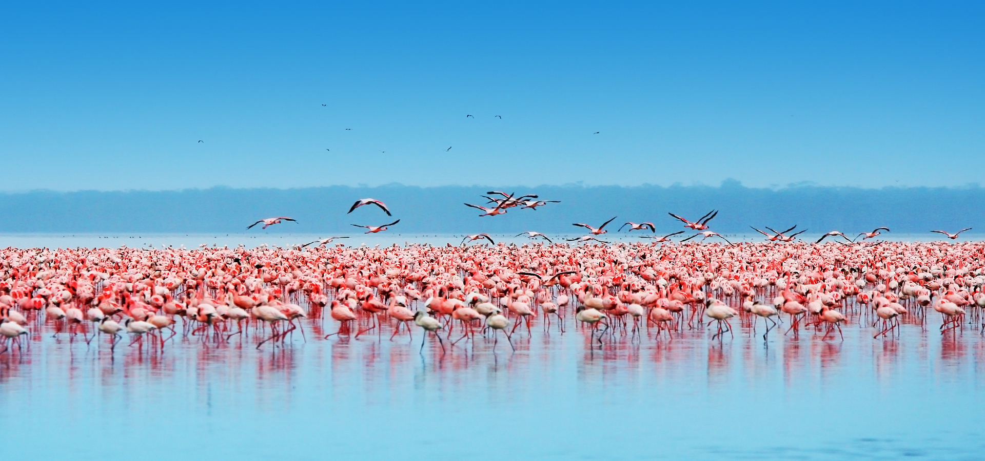 1 Day Lake Nakuru National Park safari photo