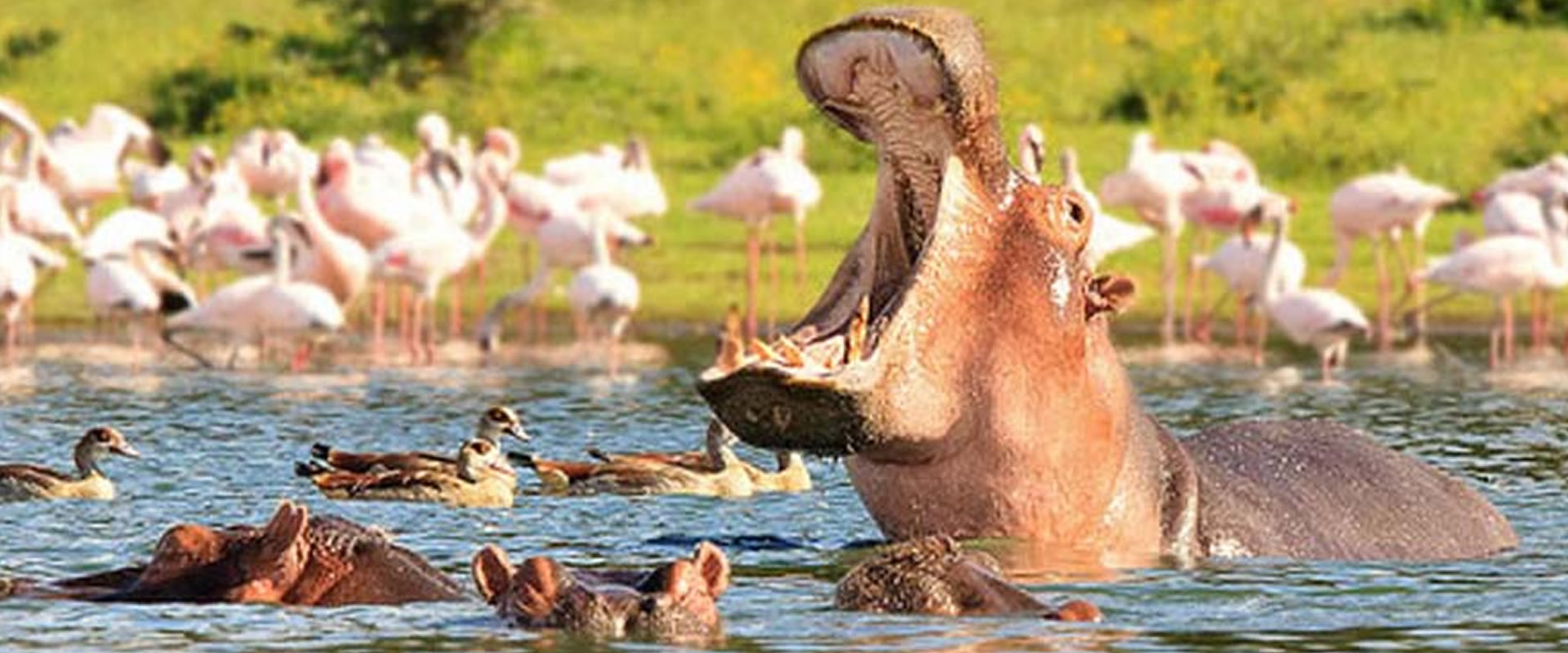 2 Days: Nakuru National Park Adventures safari photo