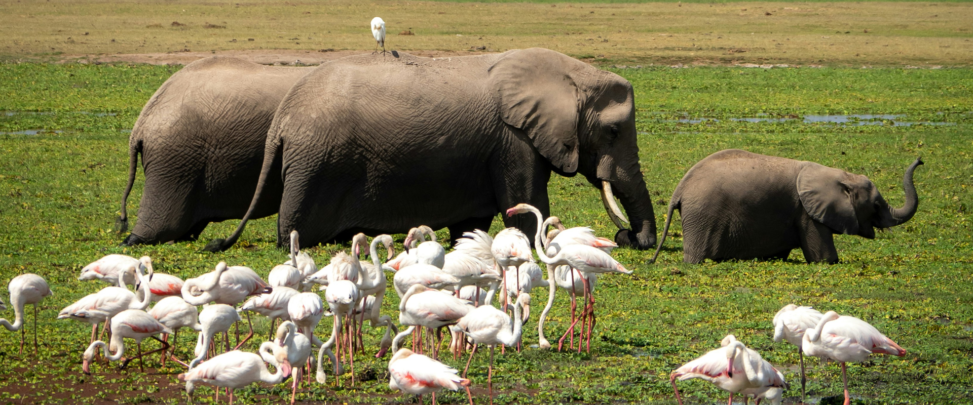 Amboseli National Park safari destination