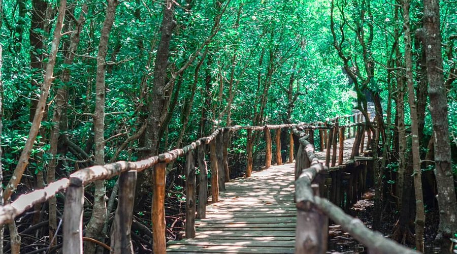 Jozani Forest safari destination