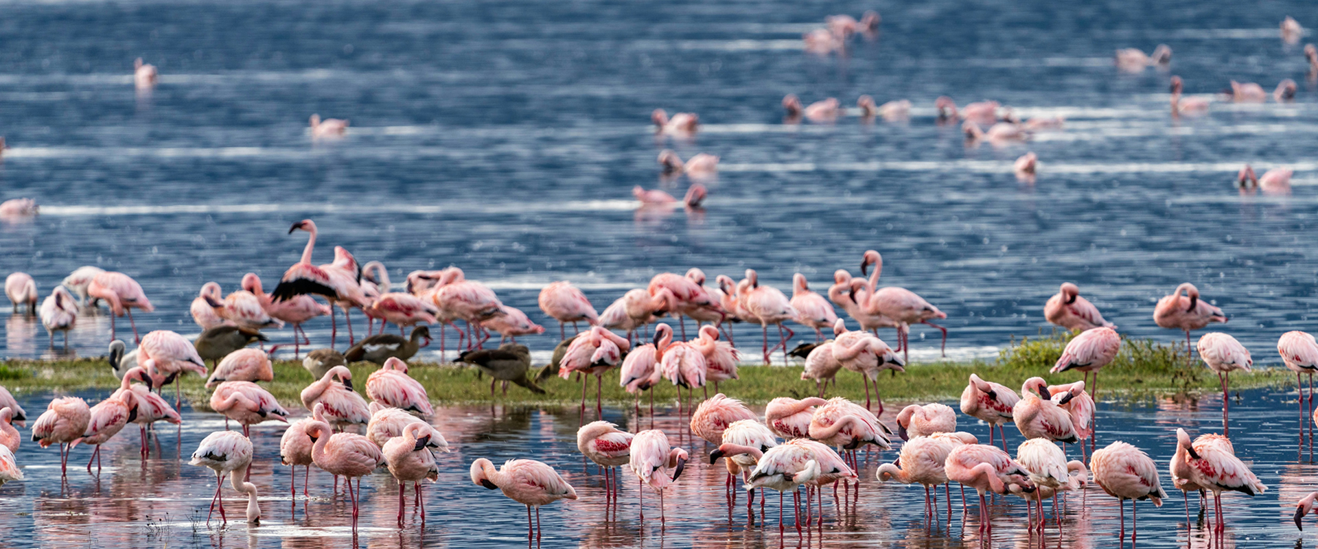 Lake Nakuru National Park safari destination