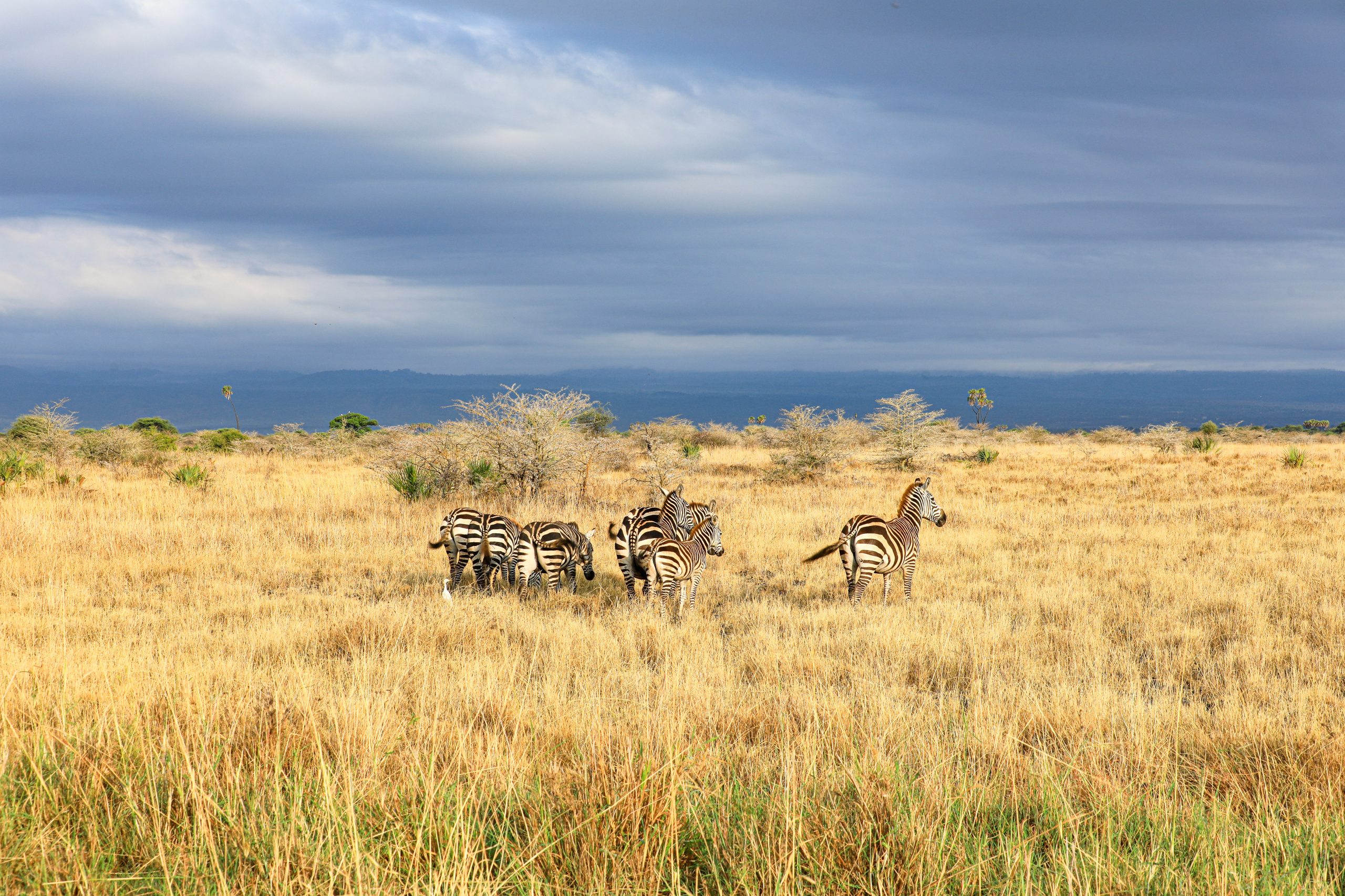 Meru National Park safari destination