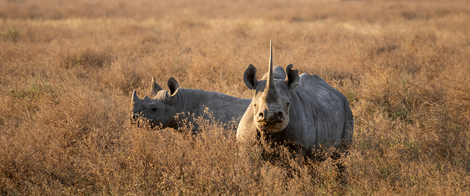 Ngorongoro Crater safari destination