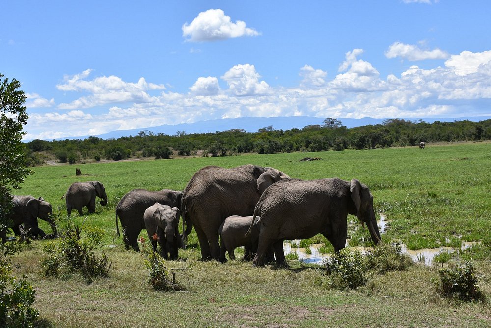 Ol Pejeta Conservancy safari destination