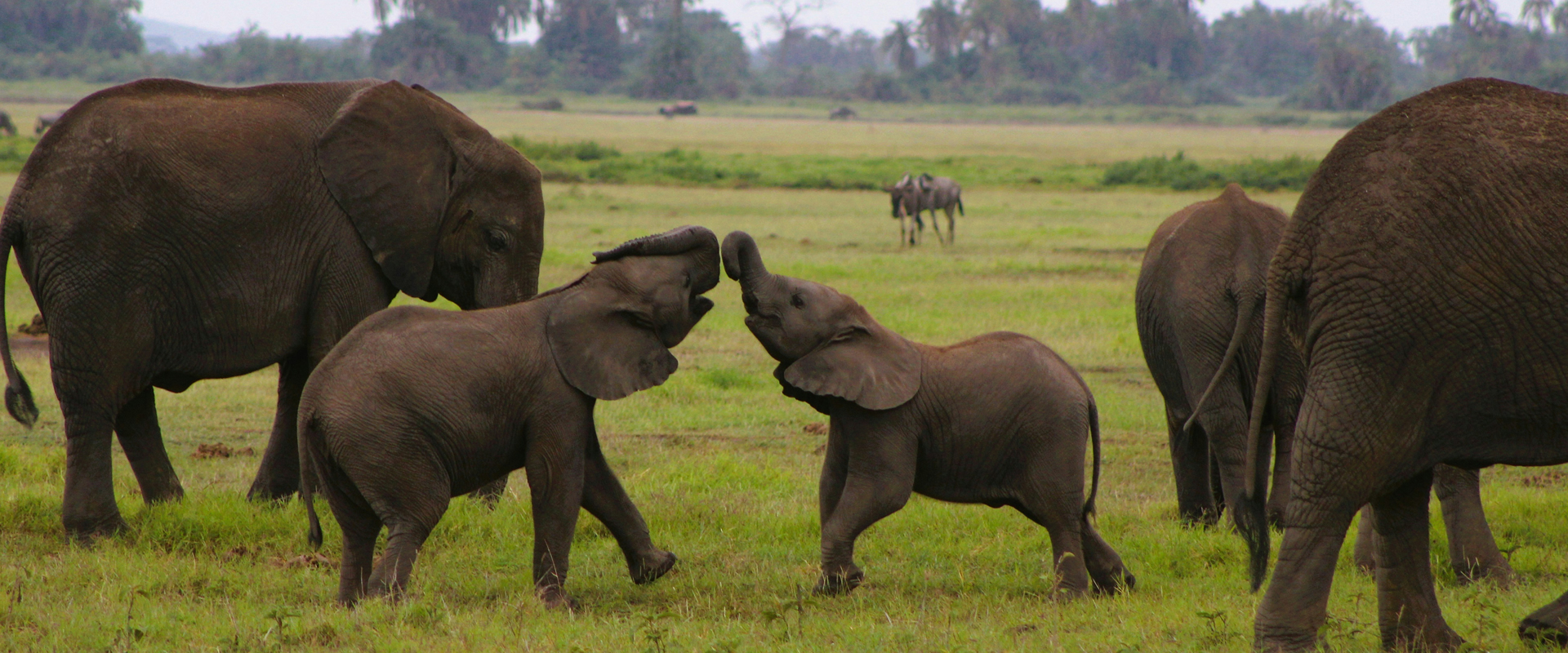 Serengeti National Park safari destination
