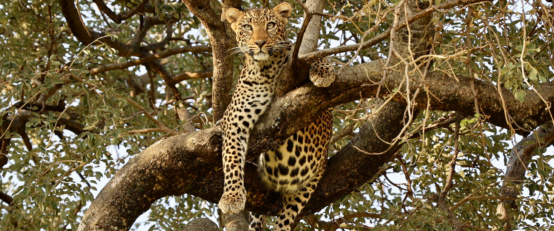 Tarangire National Park safari destination