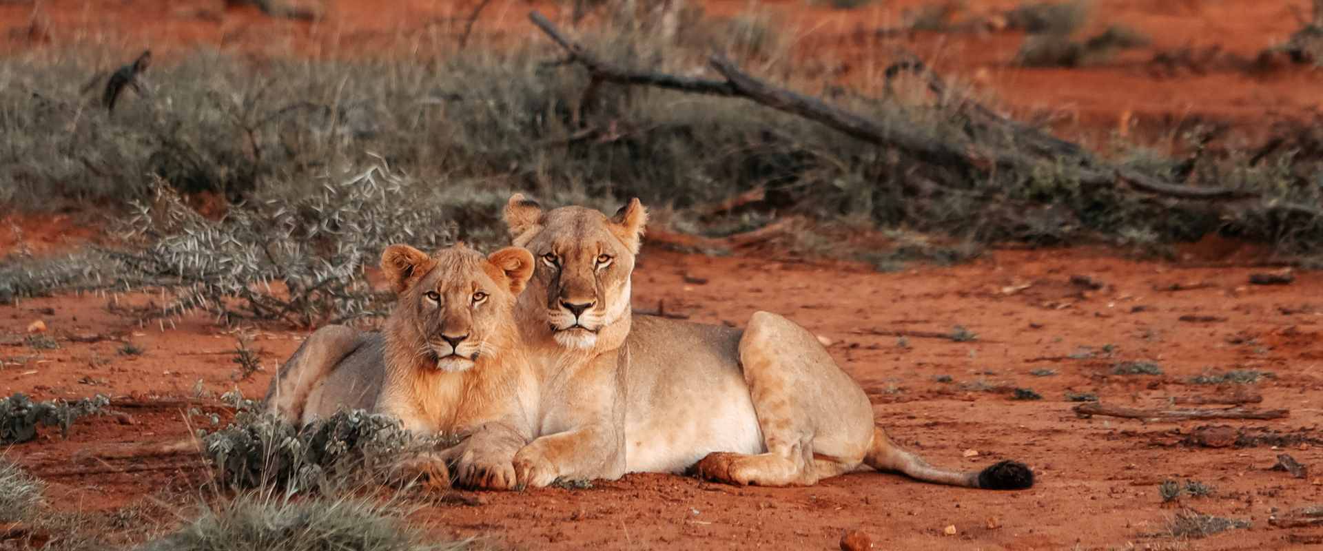 Tsavo West National Park safari destination