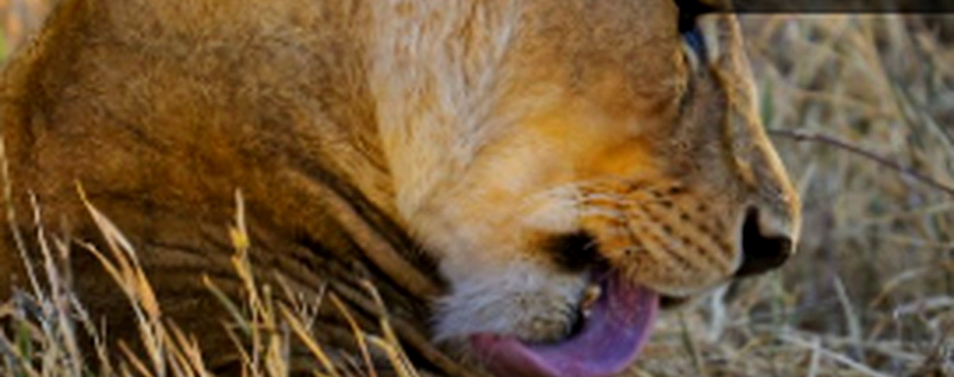1 Day Lake Nakuru National Park safari photo