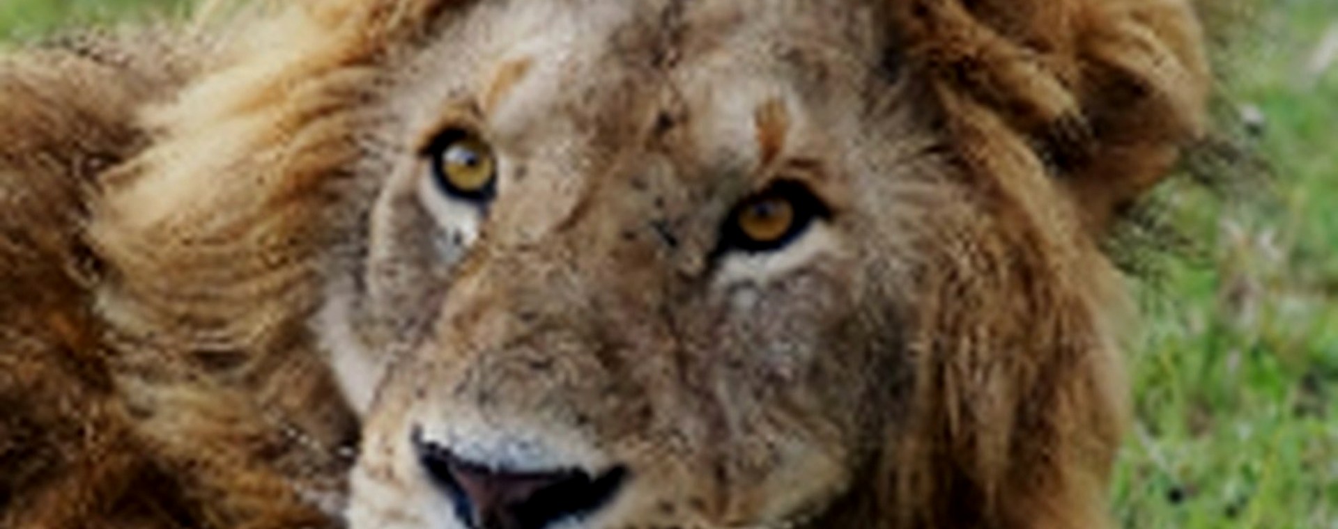 10 Days: Samburu, Lake Nakuru , Masai Mara and Lake Naivasha & Amboseli National park safari photo