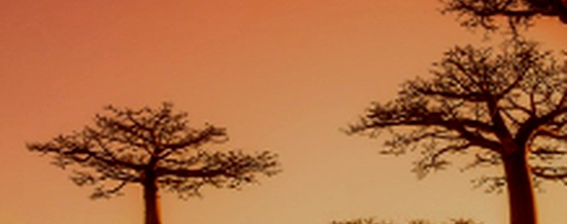 12 Days Samburu, Treetops, Lake Nakuru, Masai Mara, Amboseli, Tsavo East National park safari photo