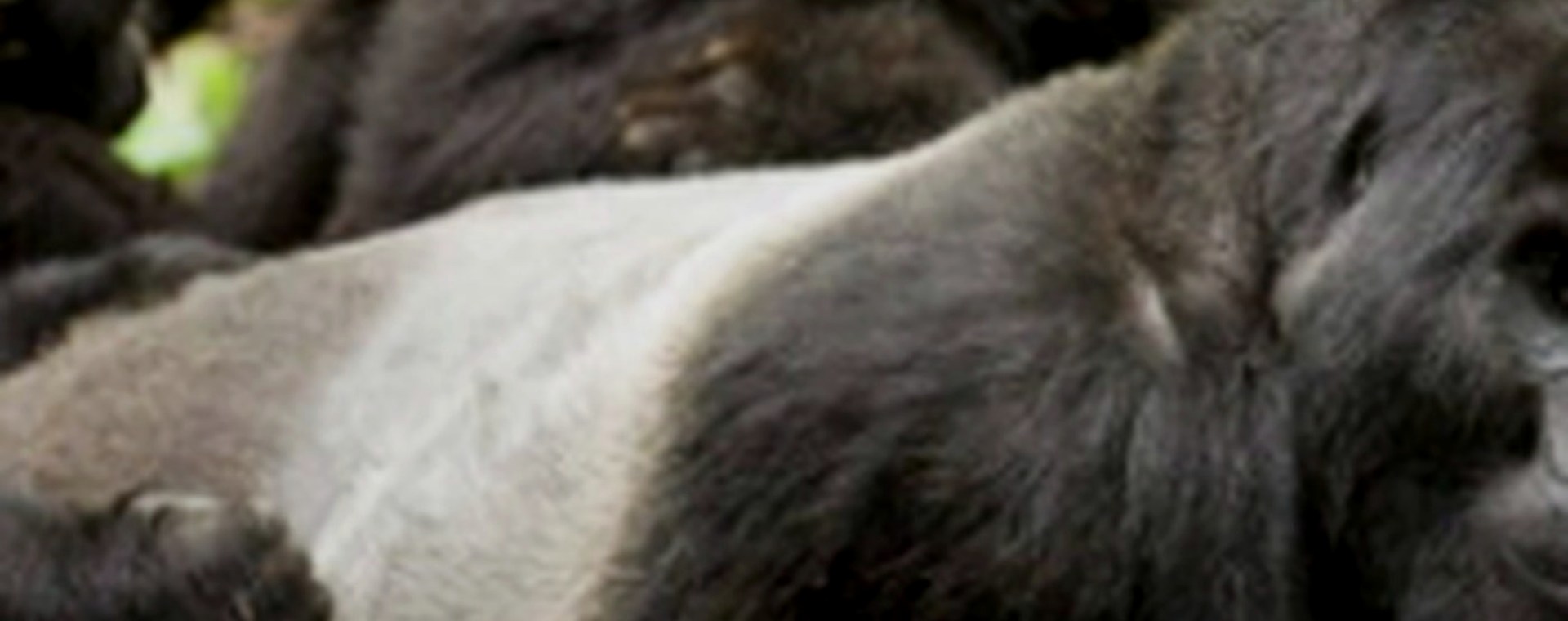 2 days Tsavo East and West safari photo