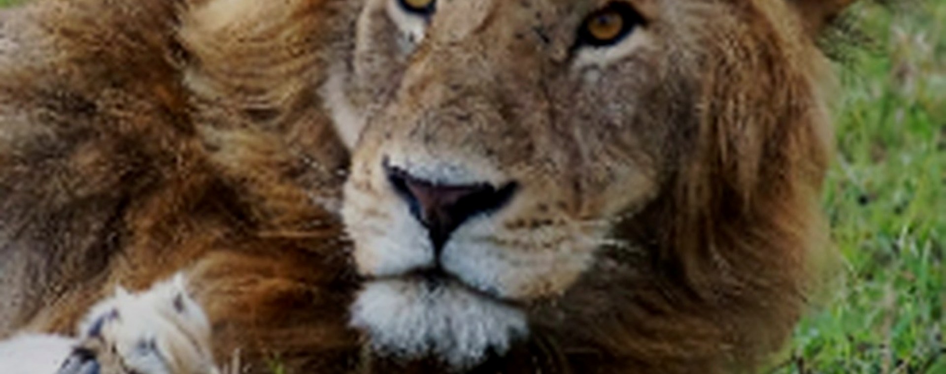 2 days Zanzibar Excursion safari photo