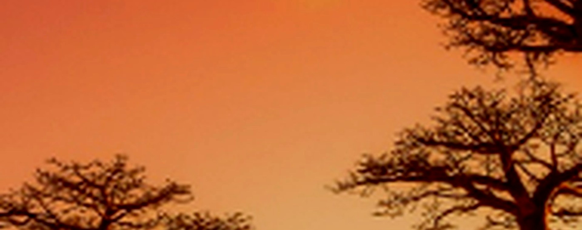 25 Days special Safari and Beach Holiday safari photo