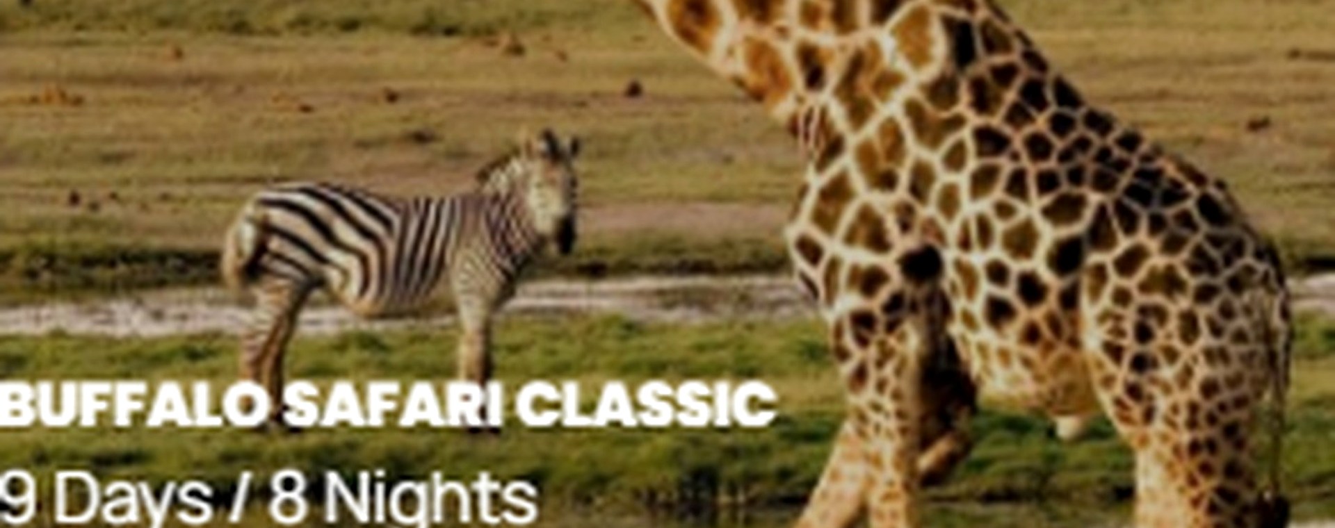 3 Days Masai Mara flight Safari safari photo