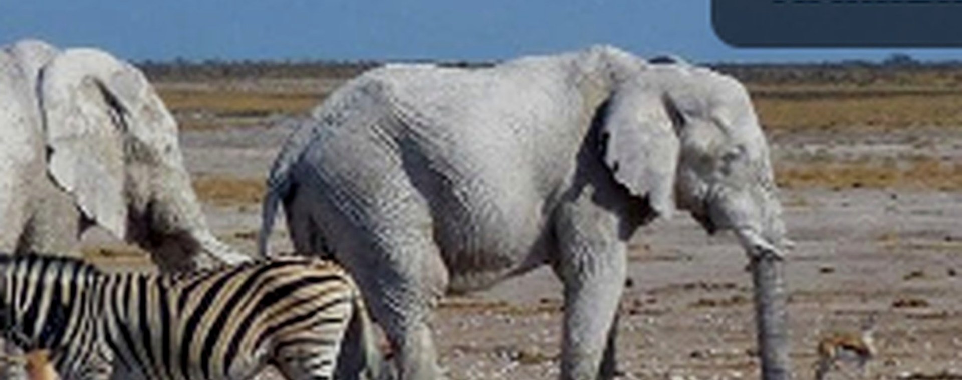 3 days Nairobi Masai Mara National Park safari photo