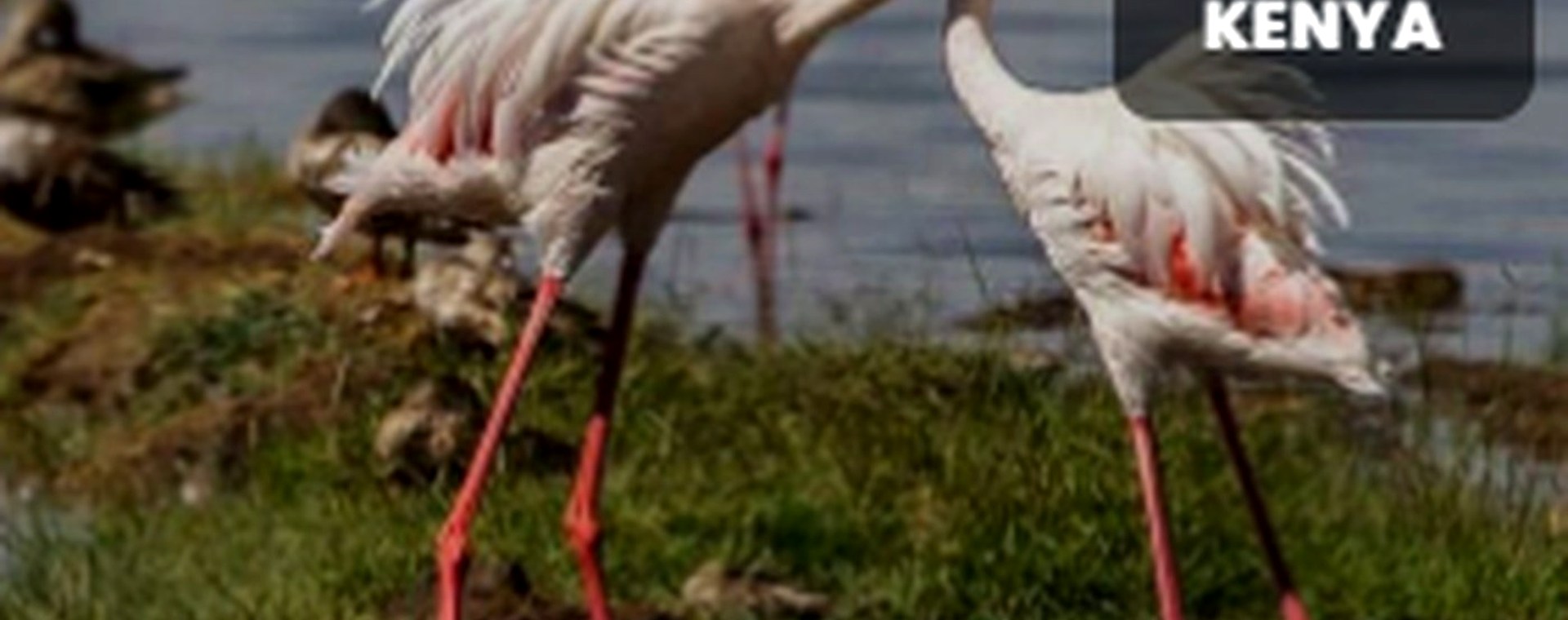 3 days Serengeti National park safari photo