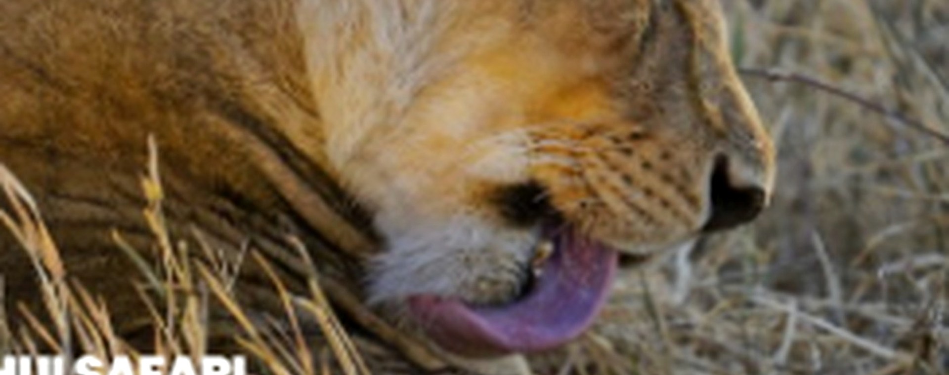 3 Days Tsavo East and Amboseli National Park safari photo