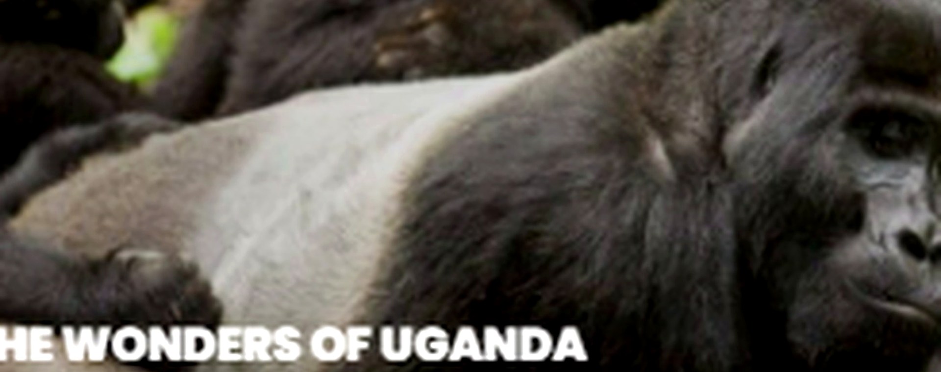 3 Days Tsavo East and West and Amboseli National Park safari photo