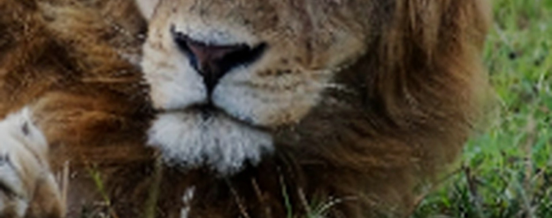 3 Days: Tsavo West and Tsavo East safari photo