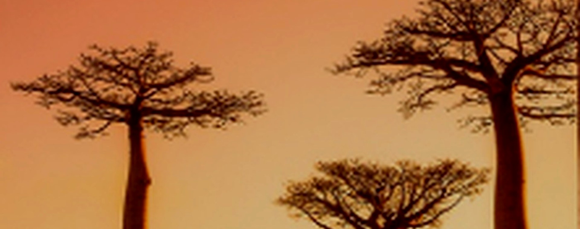 3 Days Zanzibar Island Excursion from Nairobi safari photo