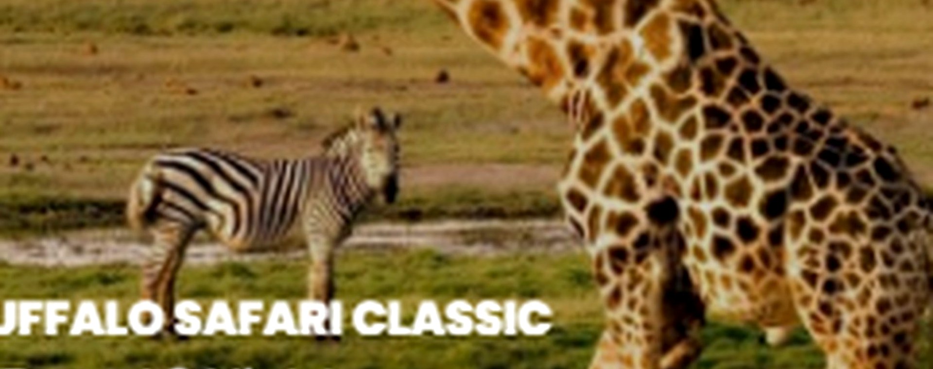 4 Days: Nairobi – Arusha,Manyara & Ngorongoro National Park safari photo