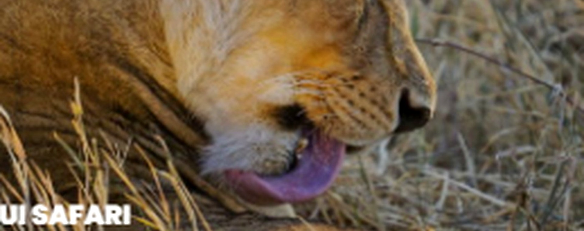 5 Days Aberdare, Samburu Reserve and Mount Kenya National Park safari photo