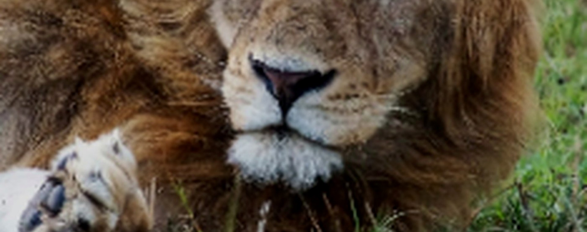 5 Days: Arusha, Manyara , Ngorongoro Crater & Serengeti Nationa park safari photo