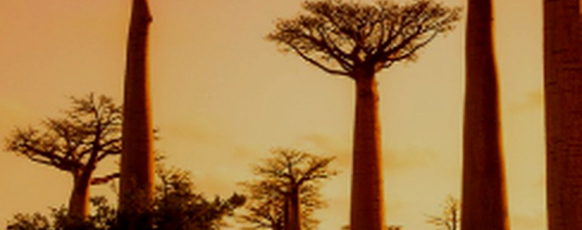 5 days beach safari safari photo