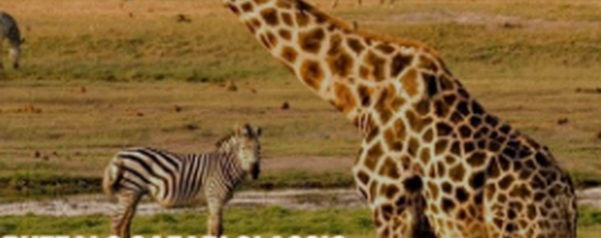 5 days Tsavo East, Tsavo West, Amboseli National Park and Taita Hills Saltlick safari photo