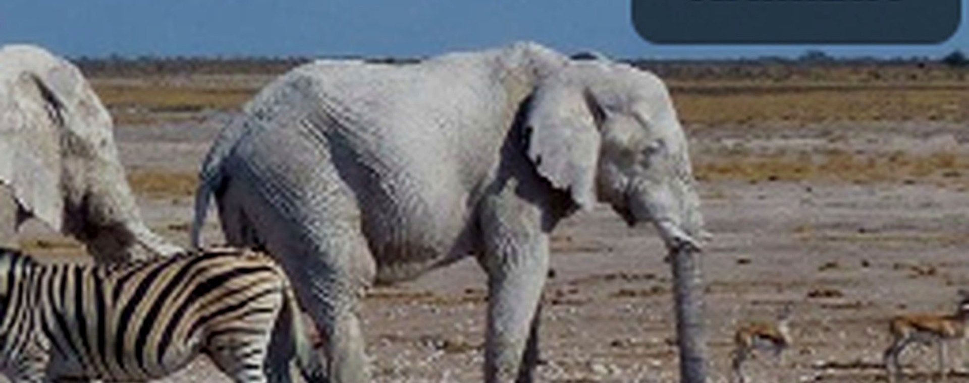 6 Days Aberdares, Lake Nakuru, Lake Naivasha, Masai Mara National Park safari photo