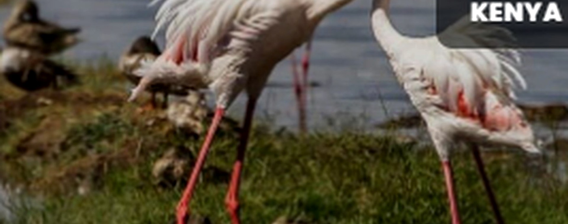 6 Days: Masai Mara , Lake Nakuru and Amboseli National Park safari photo