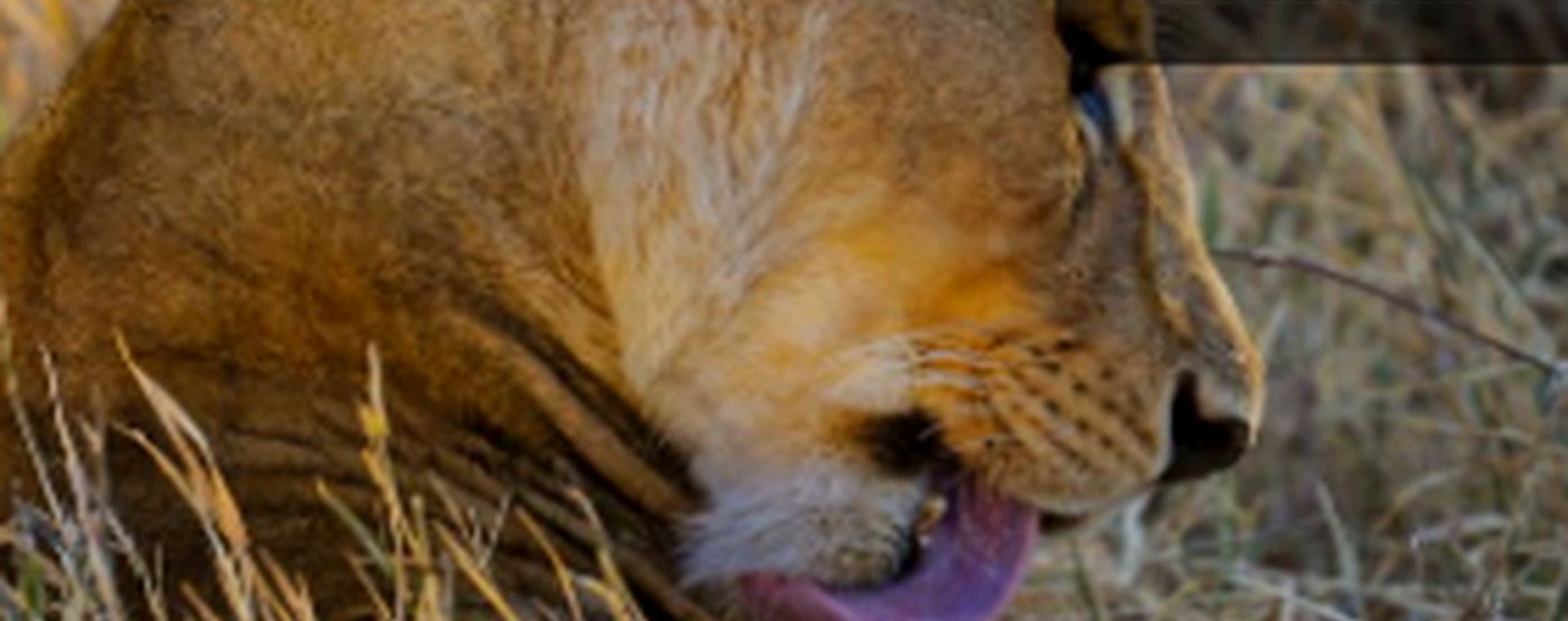 6 Days Safari Lake Manyara , Serengeti Plains, Ngorogoro Crater and Tarangire National Park safari photo