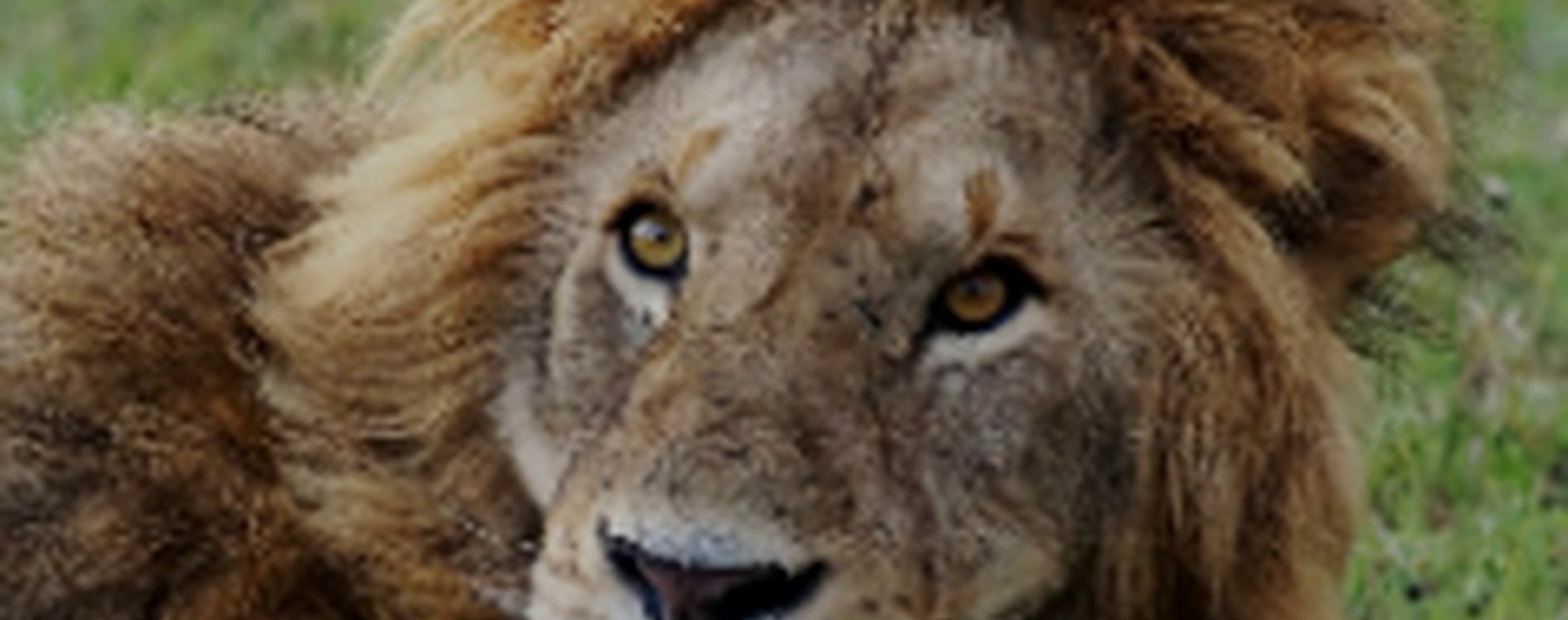 6 Days Tsavo East, Amboseli, Tsavo West and Taita Hills Saltlick safari photo