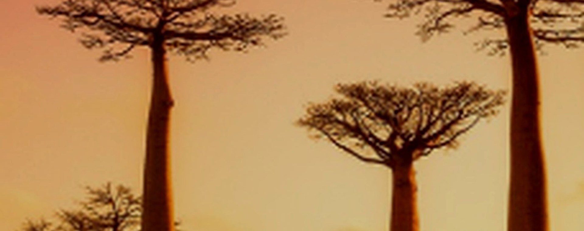 7 Days Amboseli, lake Naivasha and Masai Mara Nationl Park safari photo