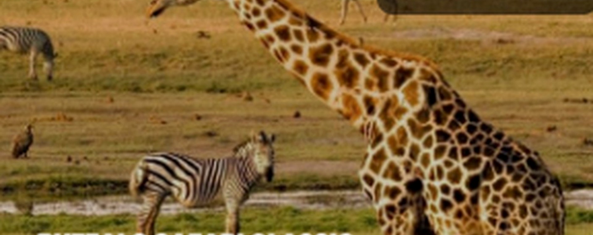 8 Days Maralal, Turkana,Marsabit, Samburu and Laikipia safari photo
