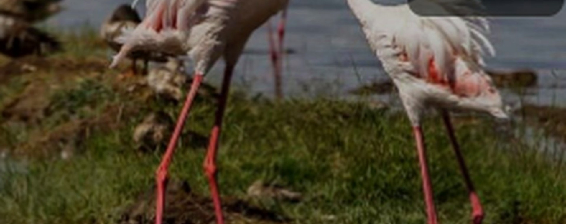 9 Days Aberdares, Samburu, Lake Nakuru, Masai Mara and Amboseli National Park safari photo