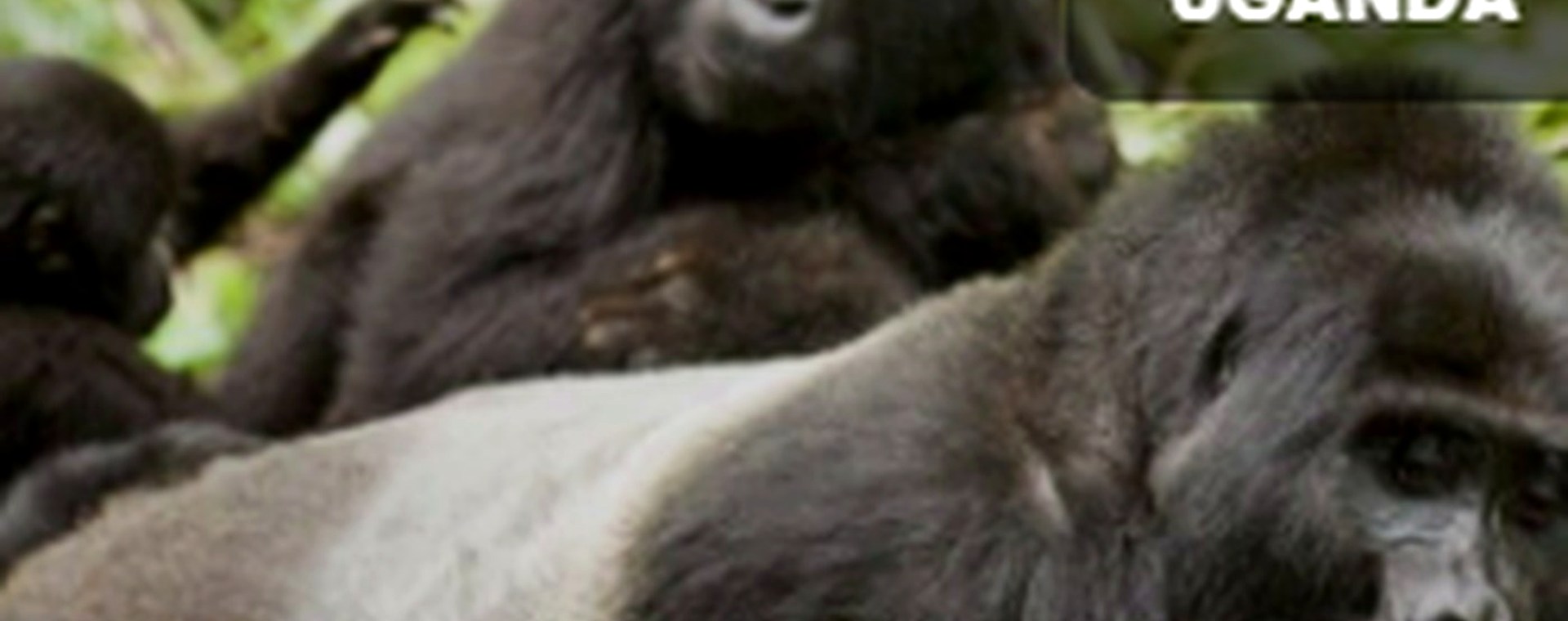 9 Days Tsavo East, Tsavo West, Amboseli, Masai Mara, Lake Naivasha and Lake Nakuru Safari safari photo